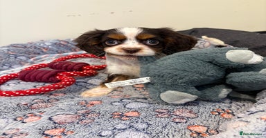 Cavalier King Charles Spaniel dogs - Advert 2