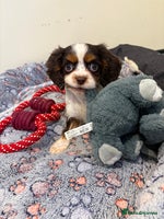 Cavalier King Charles Spaniel dogs - Advert 2