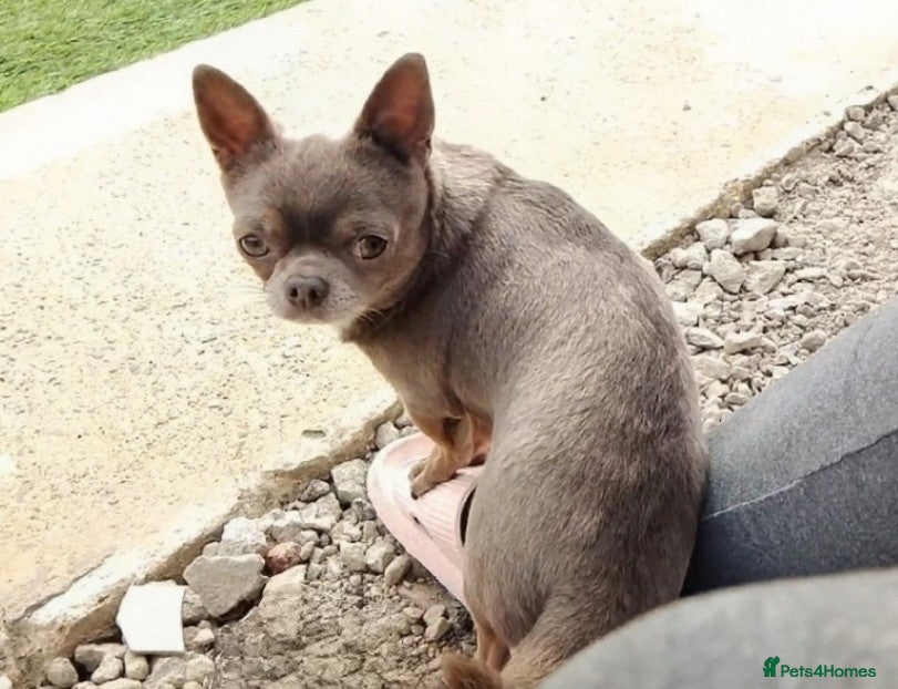 Chihuahua dogs KC reg-Health tested-PROVEN  - Advert 9