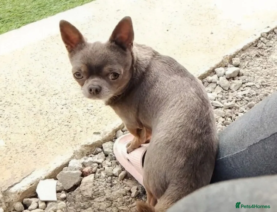 Chihuahua dogs for stud: KC reg-Health tested-PROVEN  - Advert 2