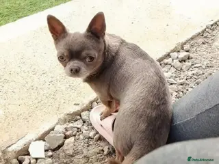 Chihuahua dogs KC reg-Health tested-PROVEN - Advert 9