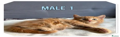 American Shorthair 1