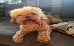 Shihpoo dogs for sale: Adorable F1B Shihpoo puppies ready NOW 🐾🐕🤍 - Image 8