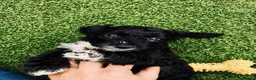 Sproodle dogs for sale: Stunning F1 Sproodles  - Advert 7