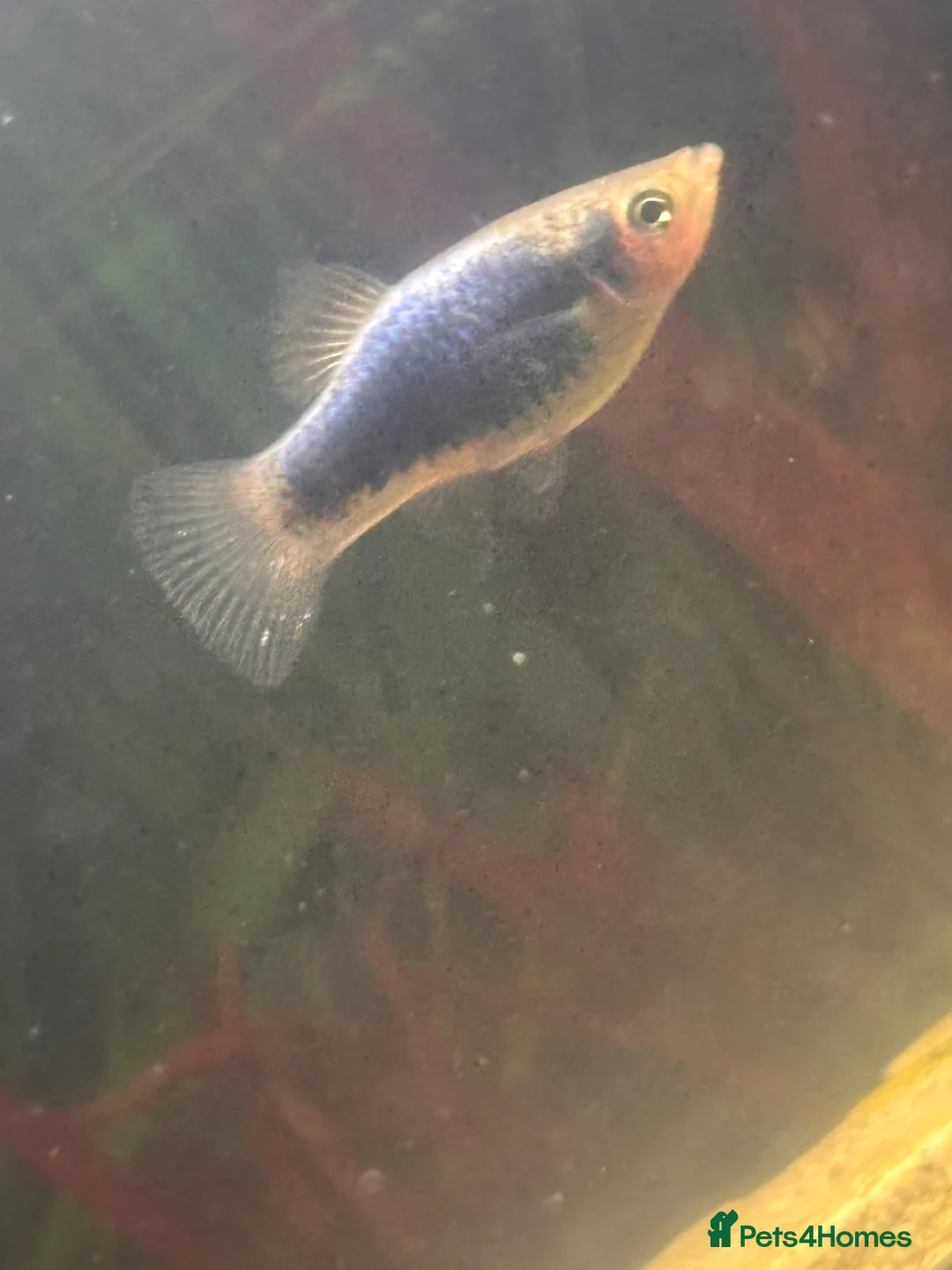 Platies fish for sale: Baby fish there should be pics of parents!  in Cranbrook - Advert 2
