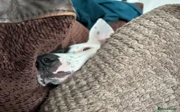 Mixed Breed dogs for adoption: Pika (Shepherd/Staffie mix) - Image 7