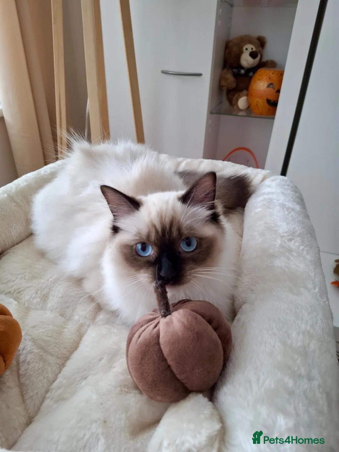 Ragdoll cats for sale: ACTIVE PUREBRED TICA BREEDING RAGDOLL FEMALE - Advert 17