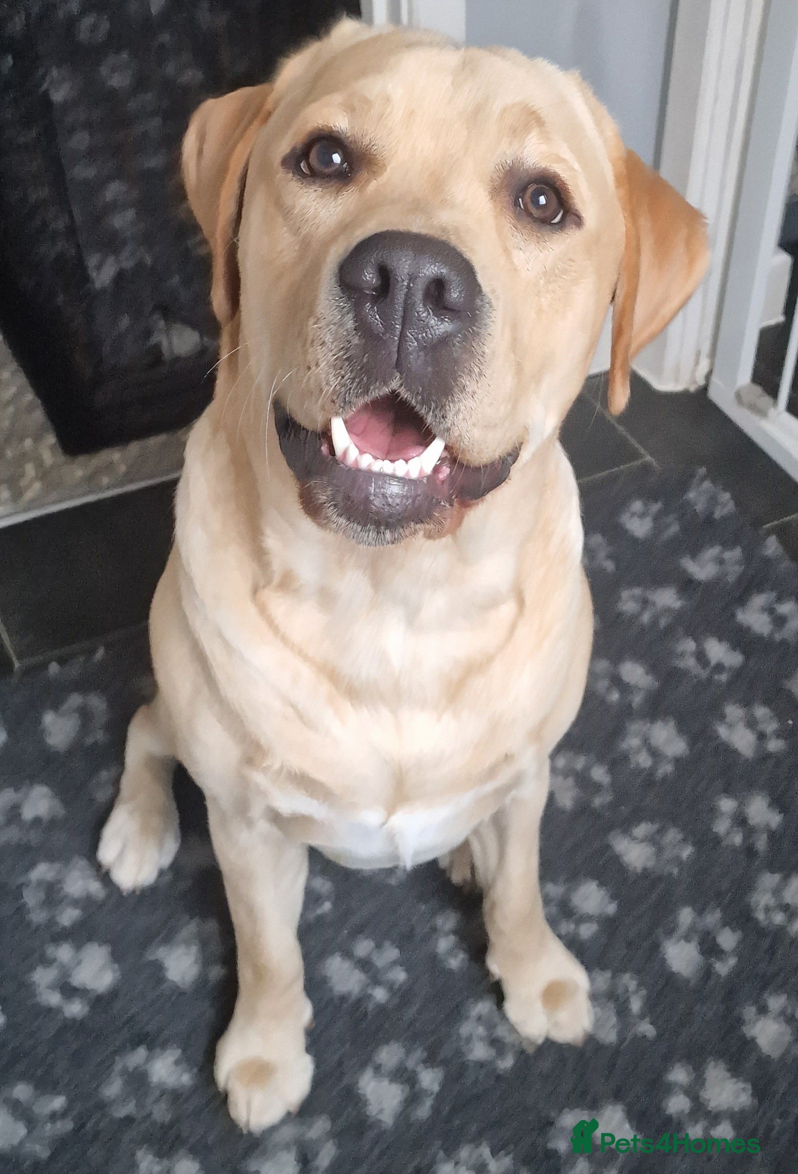 Labrador Retriever dogs Experienced show labrador at stud - Advert 23