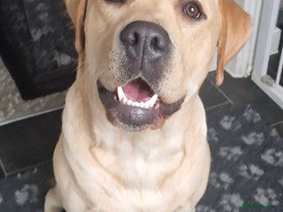 Labrador Retriever dogs - Advert 23