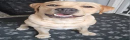 Labrador Retriever dogs for stud: Experienced show labrador at stud - Advert 1