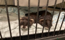 Ferret rodents for sale: Two female ferrets and cage + accessories - Image 2