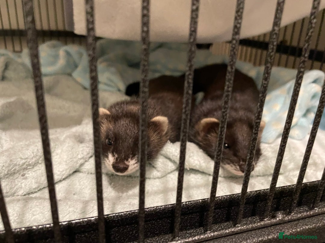 Ferret rodents for sale: Two female ferrets and cage + accessories - Image 2