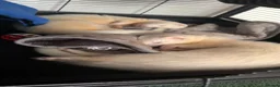 Ferret rodents for sale: 2 Male ferrets - Advert 2