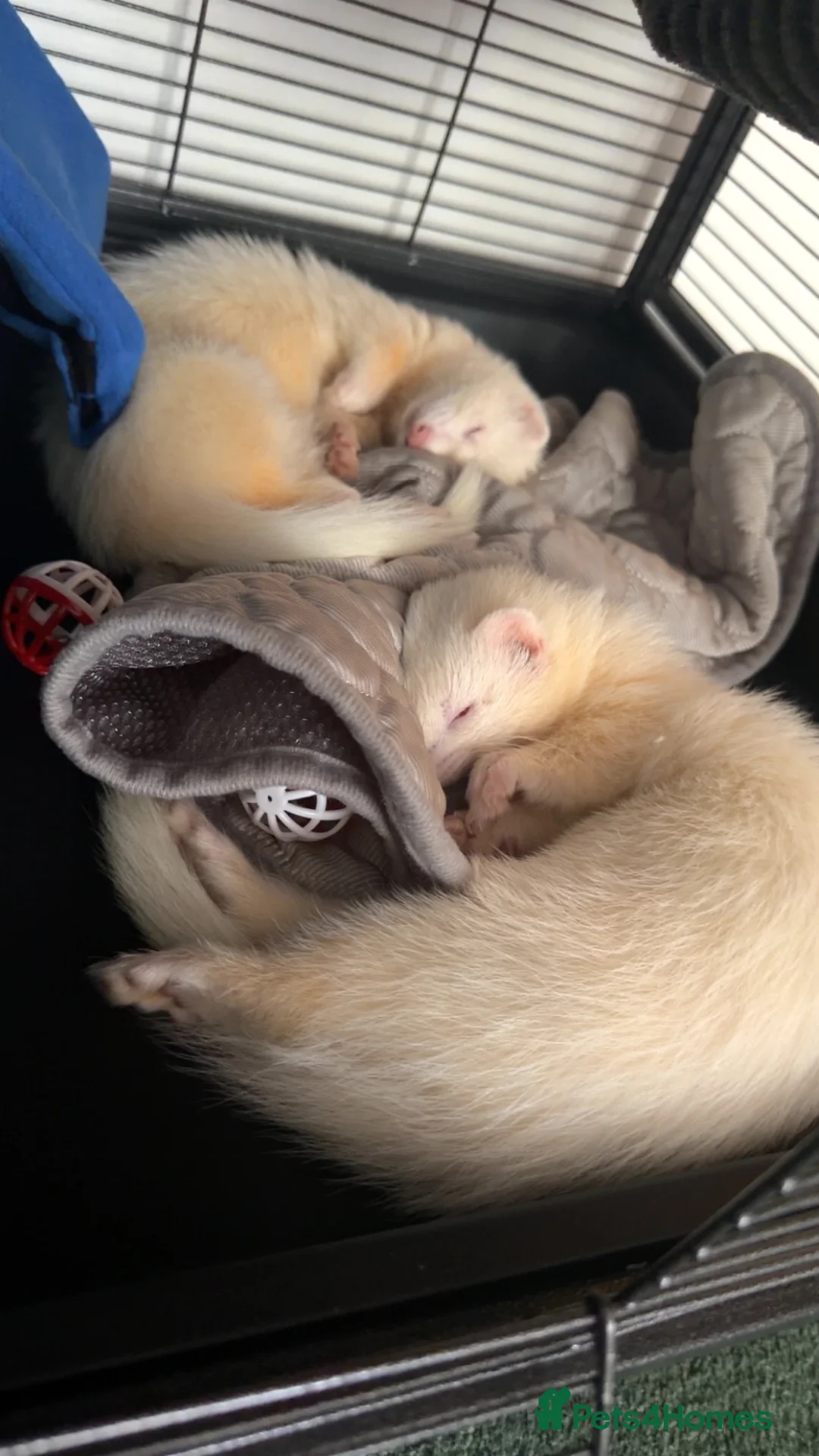Ferret rodents for sale: 2 Male ferrets - Advert 2