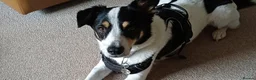 Mixed Breed dogs for adoption: Meet Loki, currently residing in Middlesbrough  in Middlesbrough - Advert 2