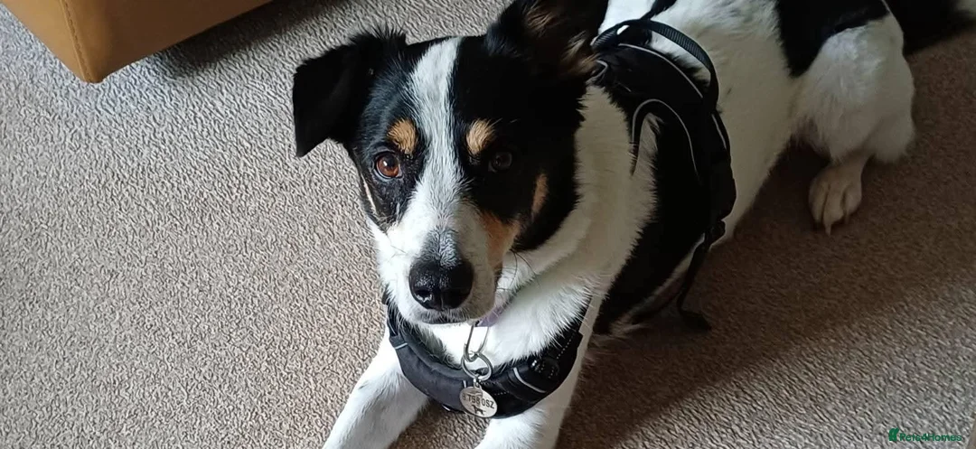 Mixed Breed dogs for adoption: Meet Loki, currently residing in Middlesbrough  in Middlesbrough - Advert 2