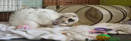 English Spot rabbits for sale: Neutred beautiful boy looking gor his forever home - Advert 33