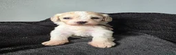 Mixed Breed dogs for sale: 9 Beautiful Cockerchon puppy's ready soon - Advert 4