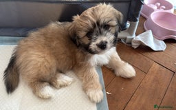 Mixed Breed dogs for sale: Peke’a’tease  - Image 33