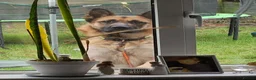 German Shepherd dogs for sale: Male German shepherd 2 years 4 months  in Oswestry - Advert 8