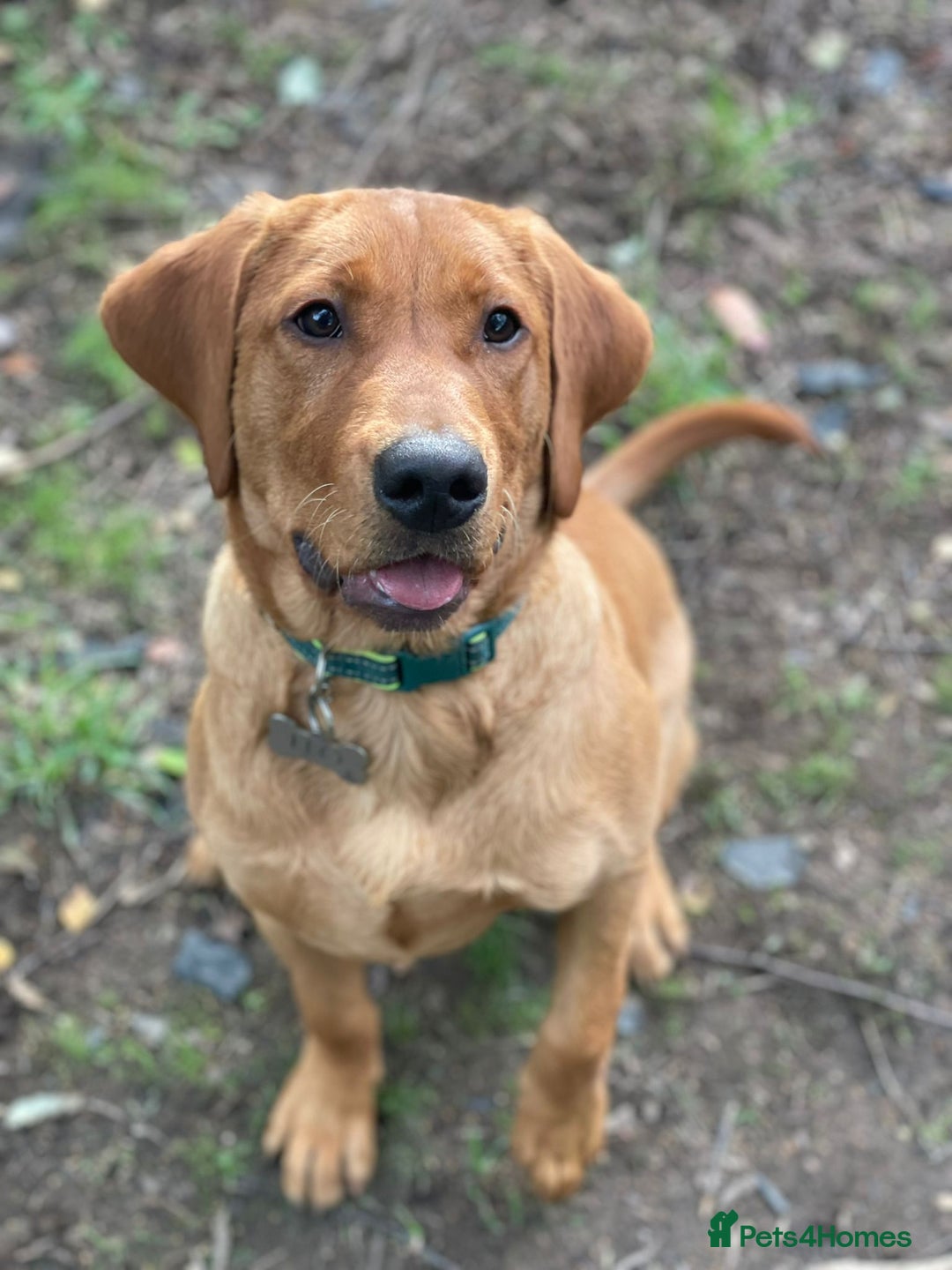 Labrador Retriever dogs for sale: Fox Red Labrador Retriever–KC Registered–8 Months - Advert 1