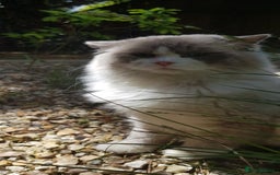 Ragdoll cats for stud: Charles - TICA and Gccf registered active boy  in Bournemouth - Image 4