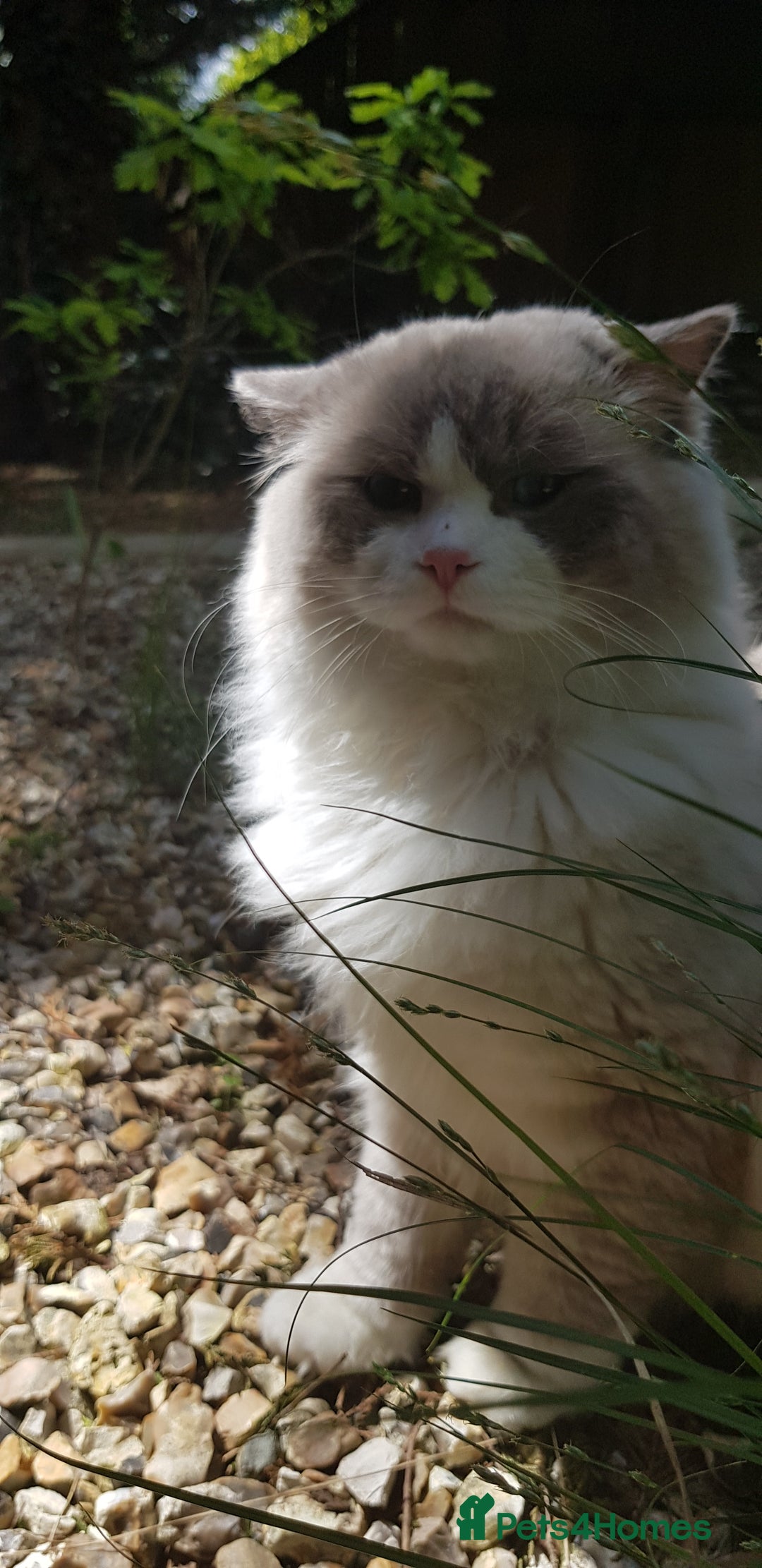 Ragdoll cats for stud: Charles - TICA and Gccf registered active boy  in Bournemouth - Image 4