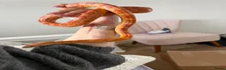 Corn Snake reptiles for sale: Male corn snake + setup in Norwich - Advert 4