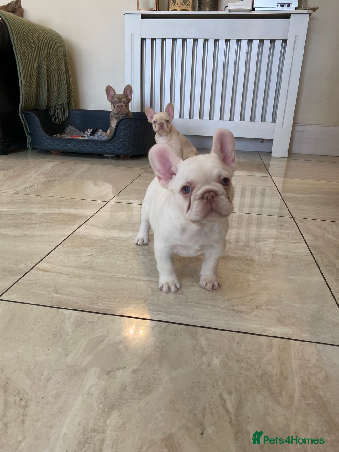 French Bulldog dogs for sale: LAST ONE NEWSHADE PLATINUM MALE - Advert 8
