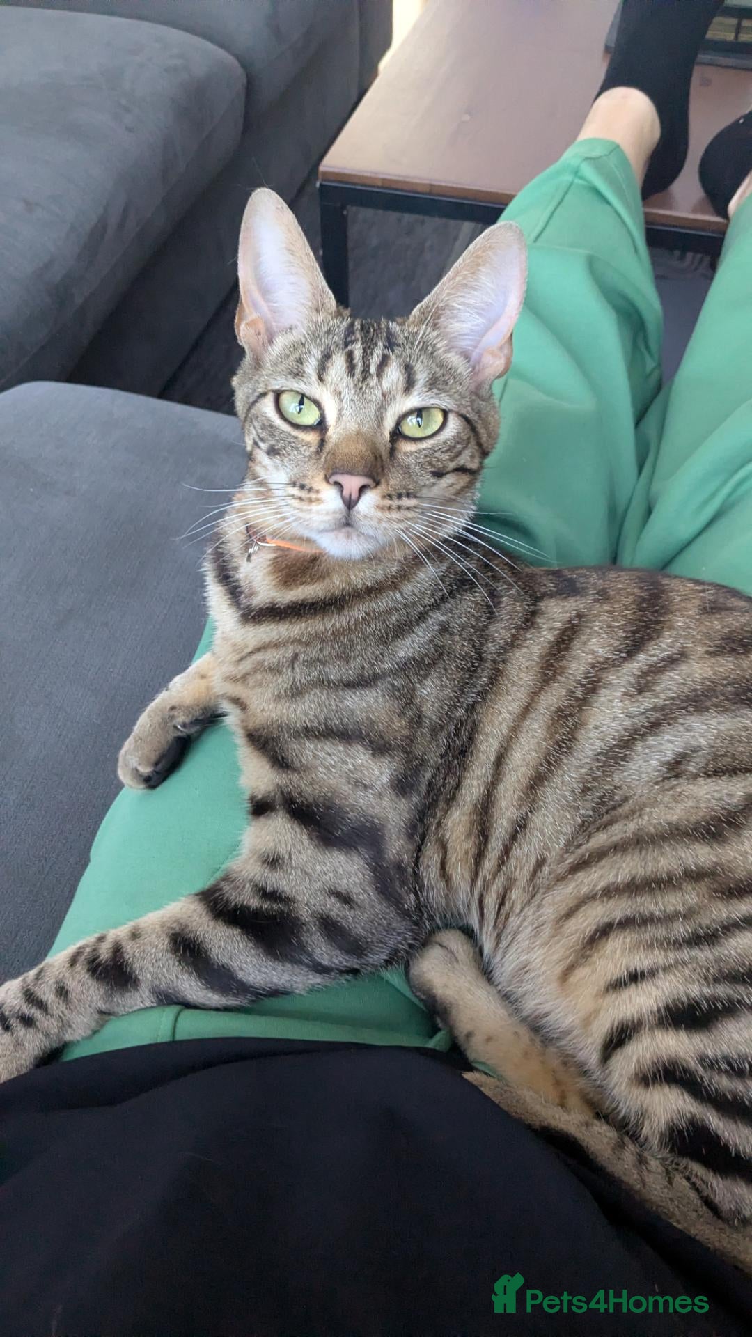 Bengal cats 1 year old Bengal boy - Advert 1