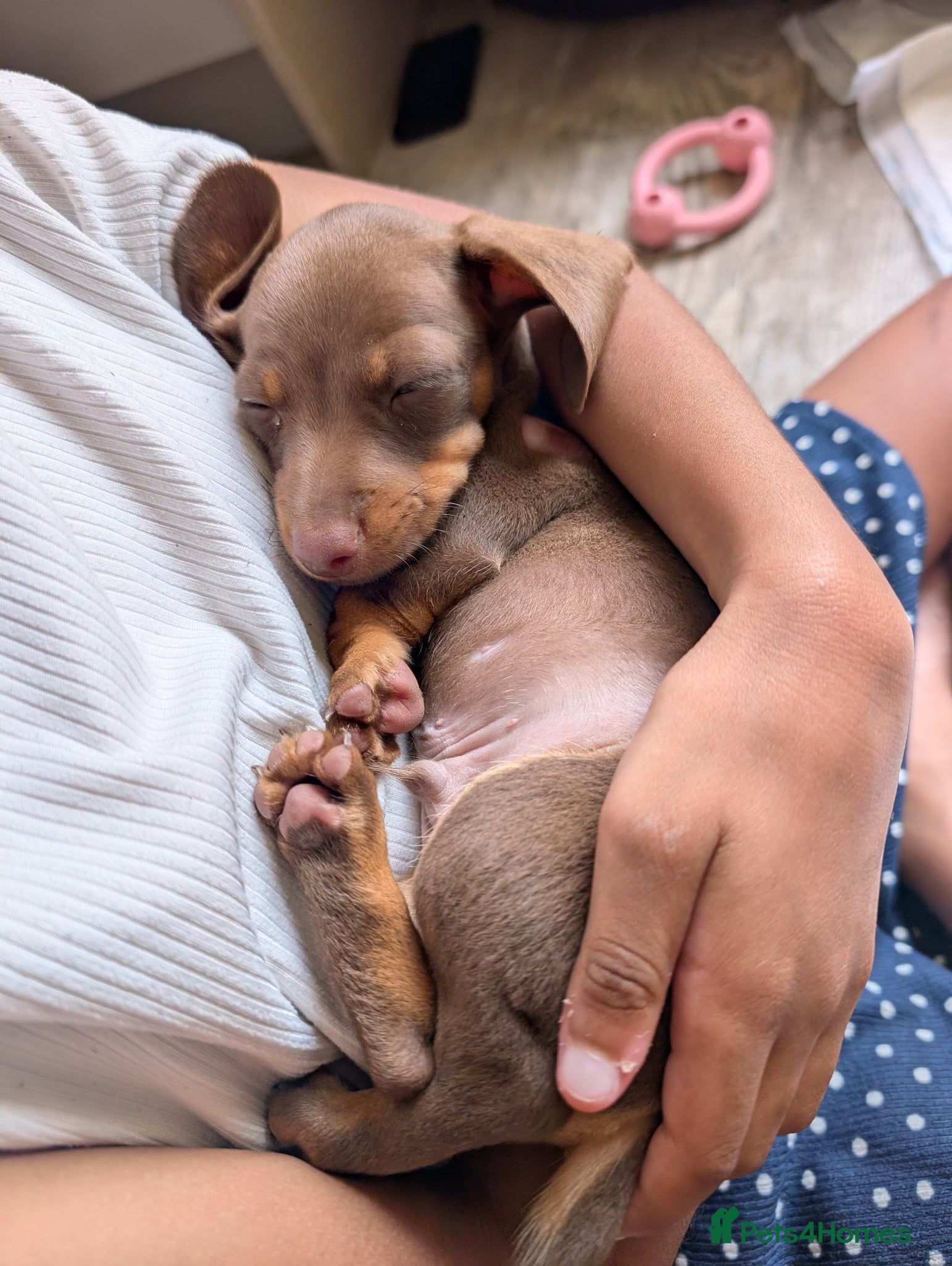 Miniature Dachshund dogs for sale: Longhaired and smooth miniature dachshunds  - Advert 2