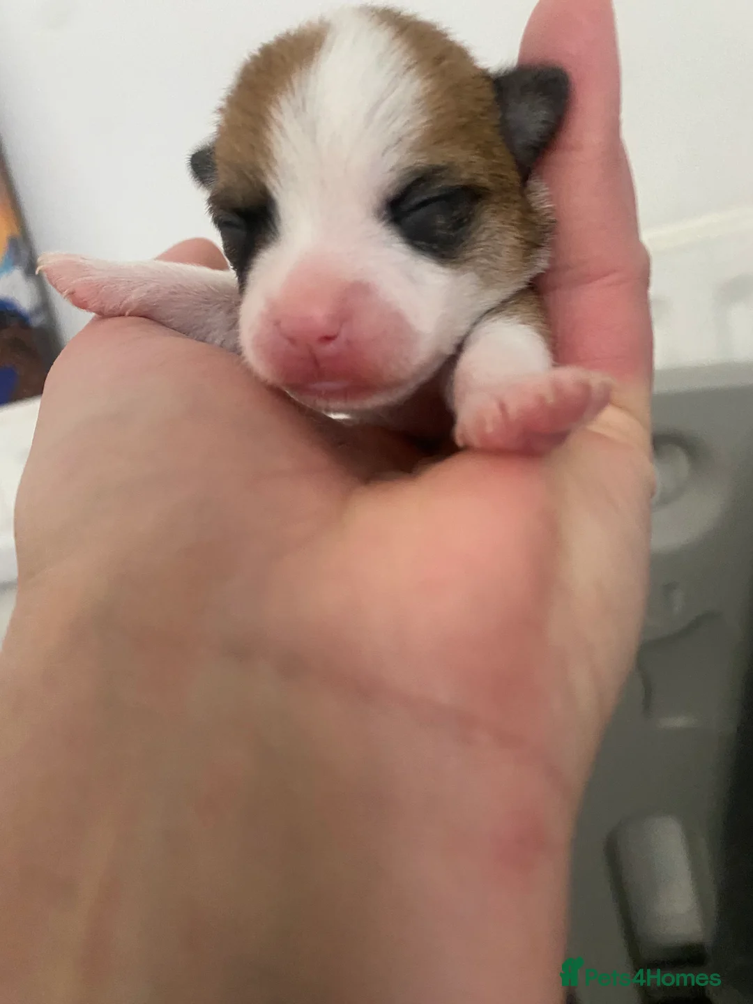 Jack Chi dogs for sale: 3/4 Chihuahua 1/4 Jack Russell puppies  - Advert 13