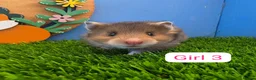Hamster rodents for sale: Syrian Baby Hamsters Female Male Pedigree  - Advert 4