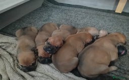 Mixed Breed dogs for sale: Bullmastiff X Puppies - Image 11