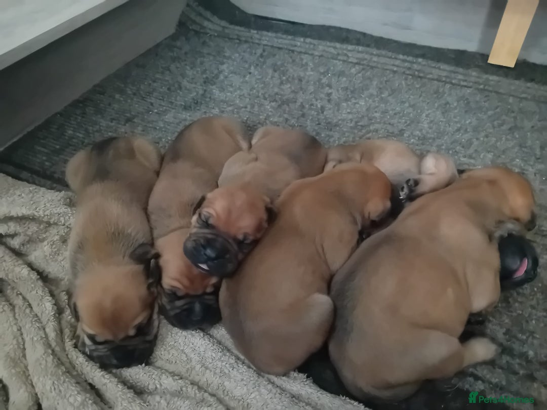 Mixed Breed dogs for sale: Bullmastiff X Puppies - Image 11
