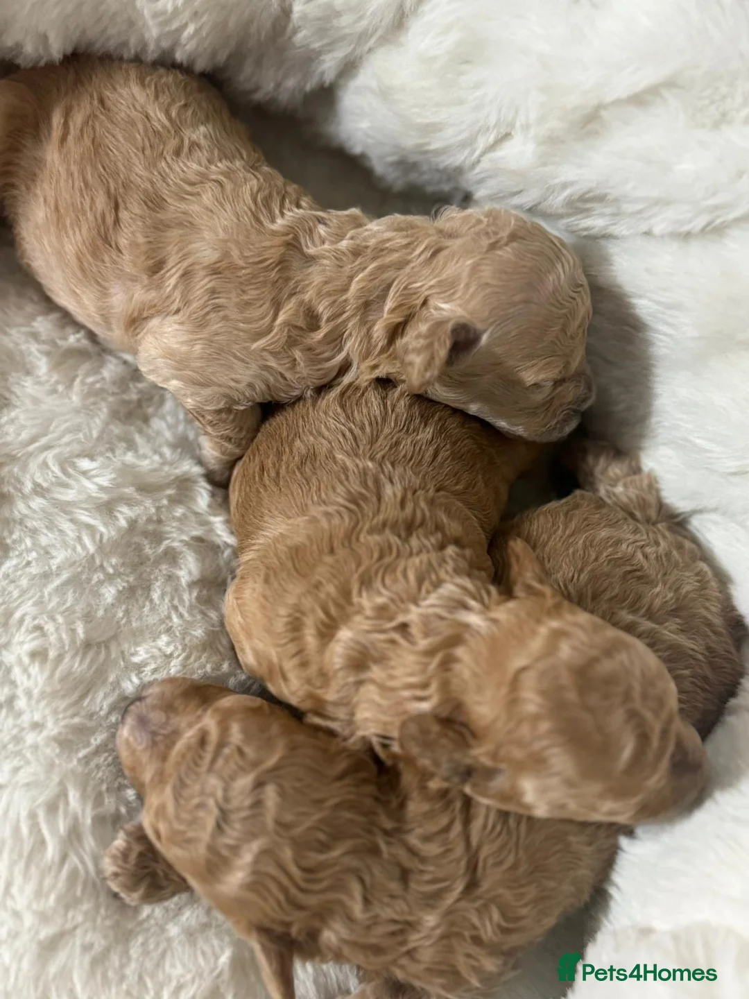 Toy Poodle dogs for sale: Stunning Toy Poodle KC Registered Girls - Advert 2