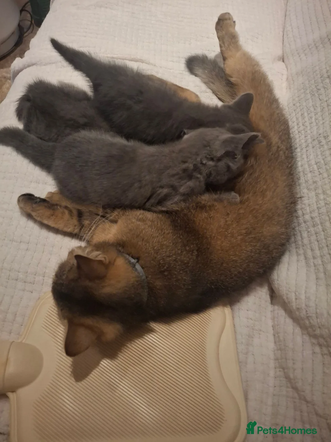 British Shorthair cats for sale: Last beautiful female ready for forever home - Advert 2