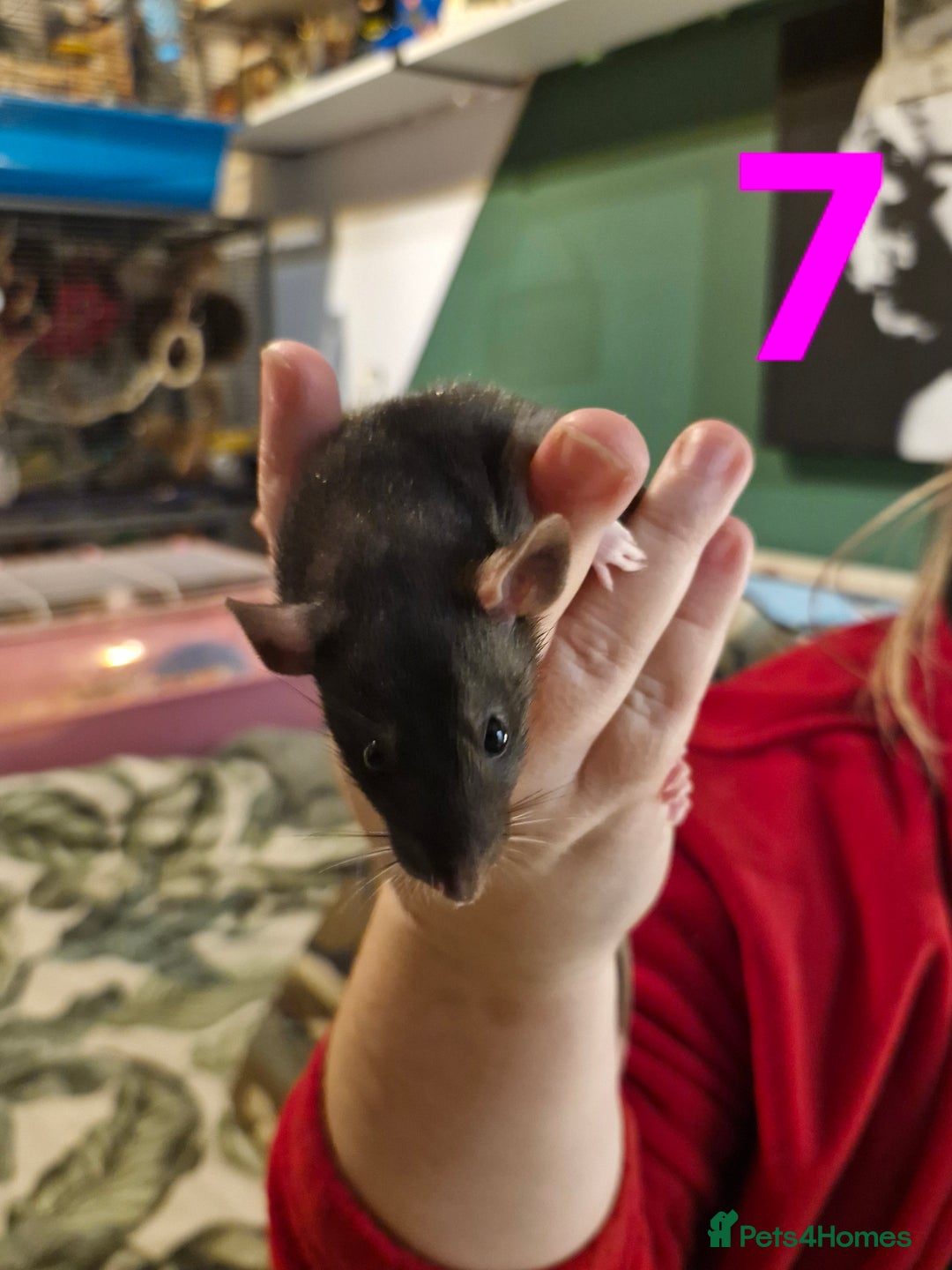 Rat rodents for sale: 9 beautiful girls - Image 24