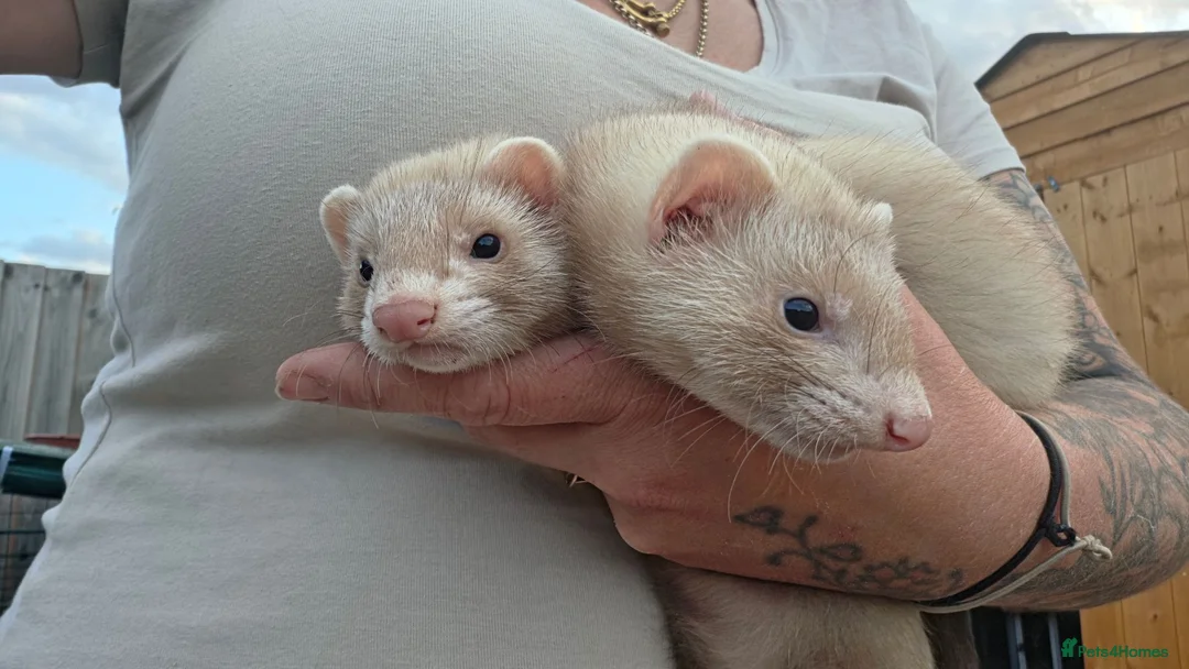 Ferret rodents for sale: X2 12 week old Sandy Hobs working stock in Norwich - Advert 1