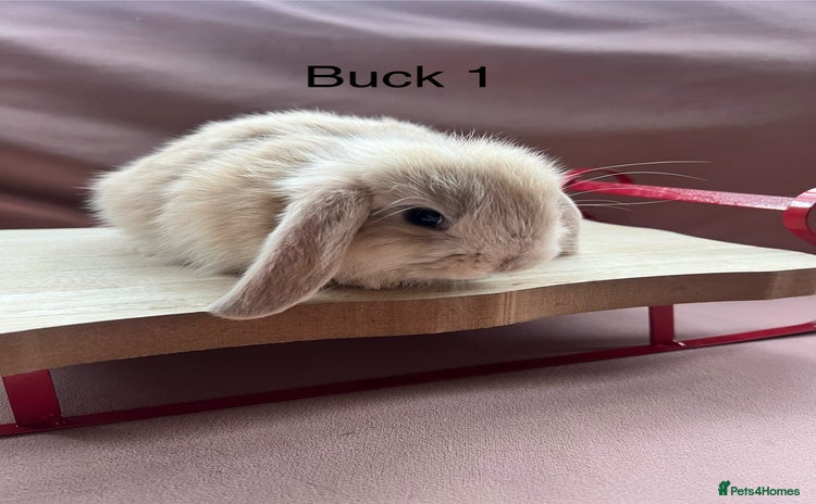 Mini Lop rabbits Gorgeous baby Mini Lops  - Advert 1