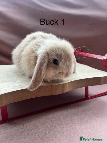 Mini Lop rabbits Gorgeous baby Mini Lops - Advert 1