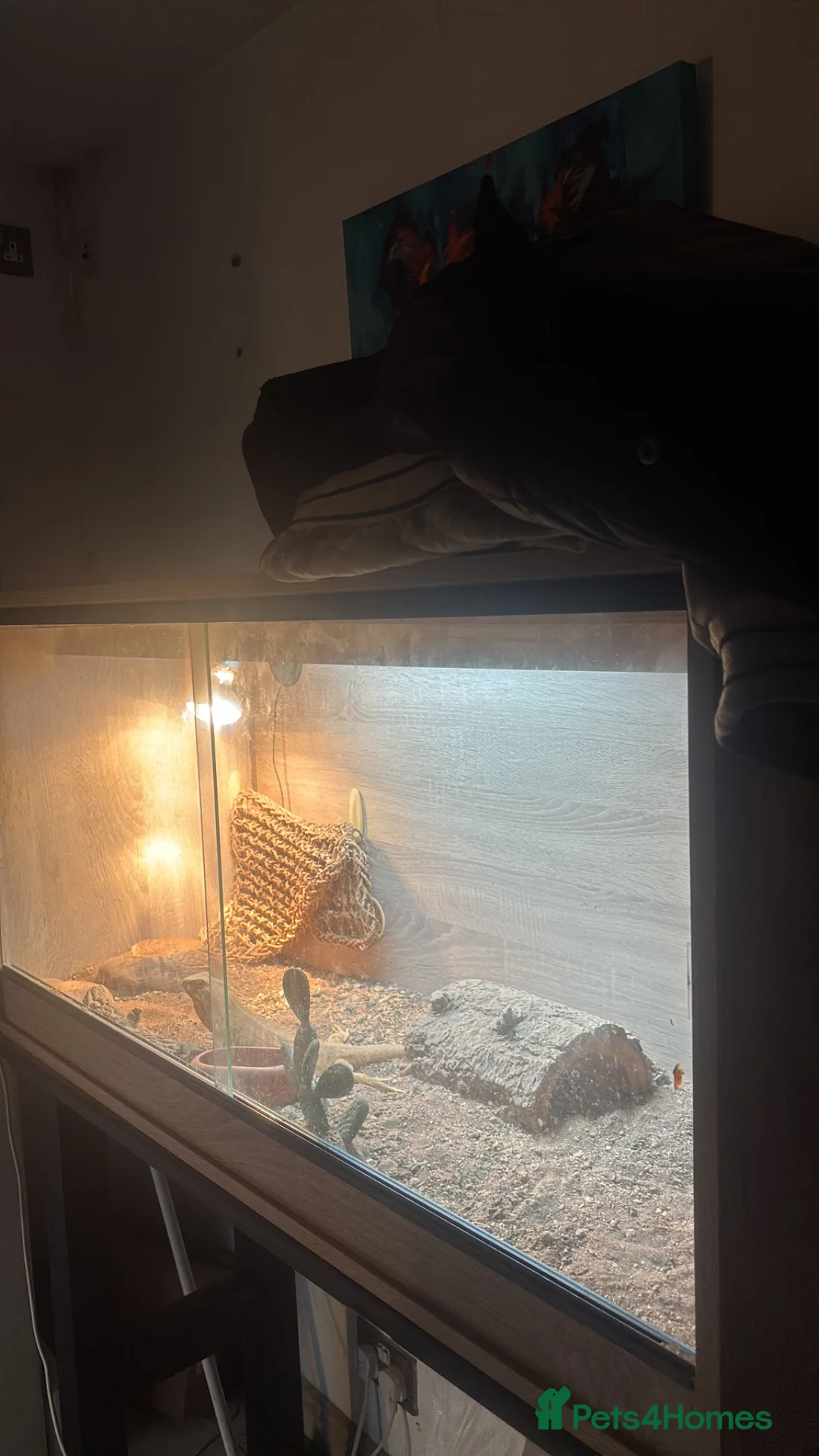 Bearded Dragon reptiles for sale: Morph beared dragon  in Swindon - Advert 2