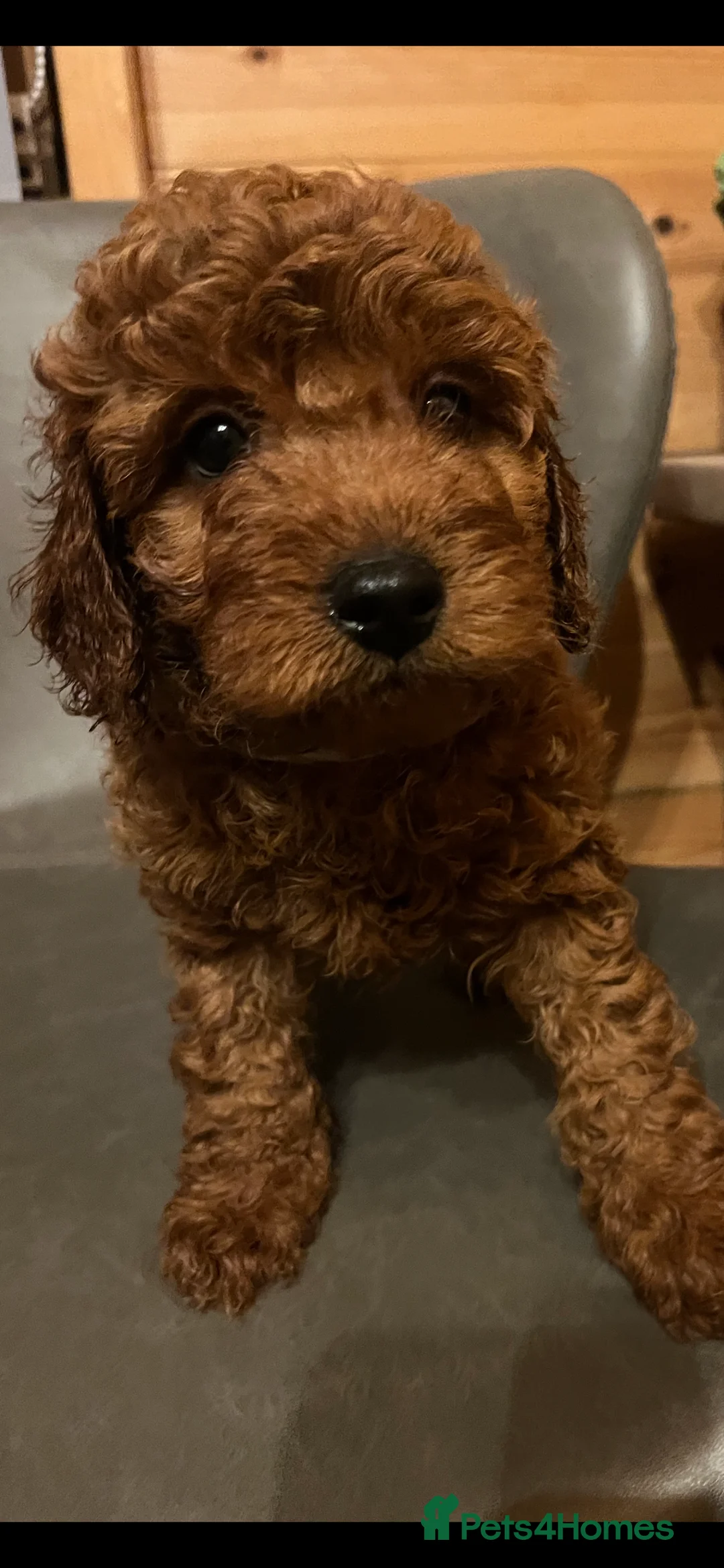Cavapoo dogs for sale: Cava poo puppies - Advert 4