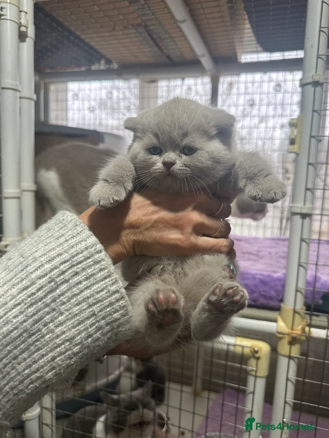 British Shorthair cats for sale: Top pedigree British shorthair chunky kittens  - Advert 10