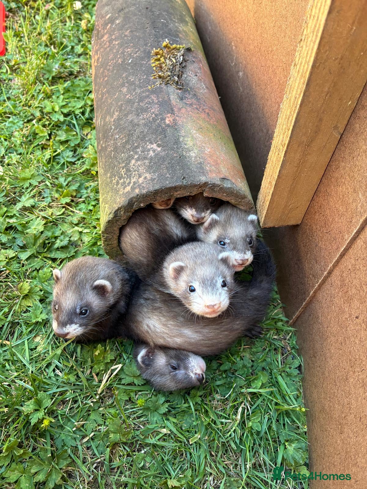 Ferret rodents Working Polecat Ferrets - Advert 1