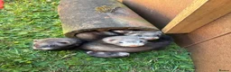 Ferret rodents for sale: Working Polecat Ferrets in Woodbridge - Advert 1