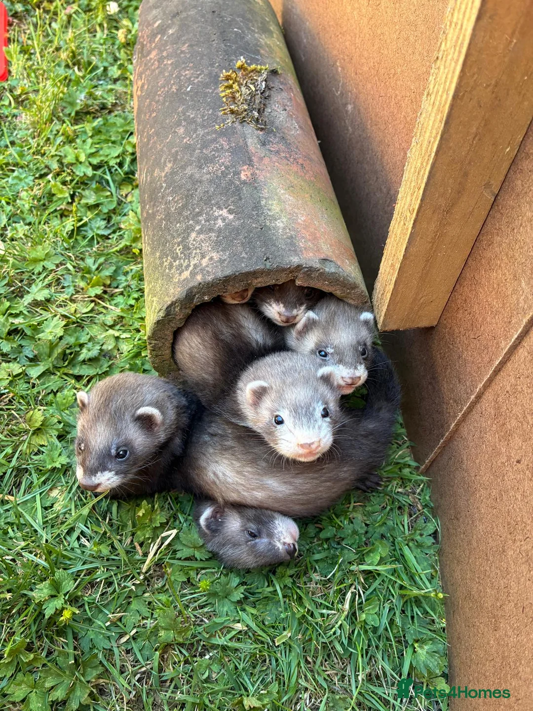 Ferret rodents for sale: Working Polecat Ferrets in Woodbridge - Advert 1