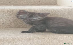 Ragdoll cats for sale: Ragdoll x tortoise shell kittens - Image 16