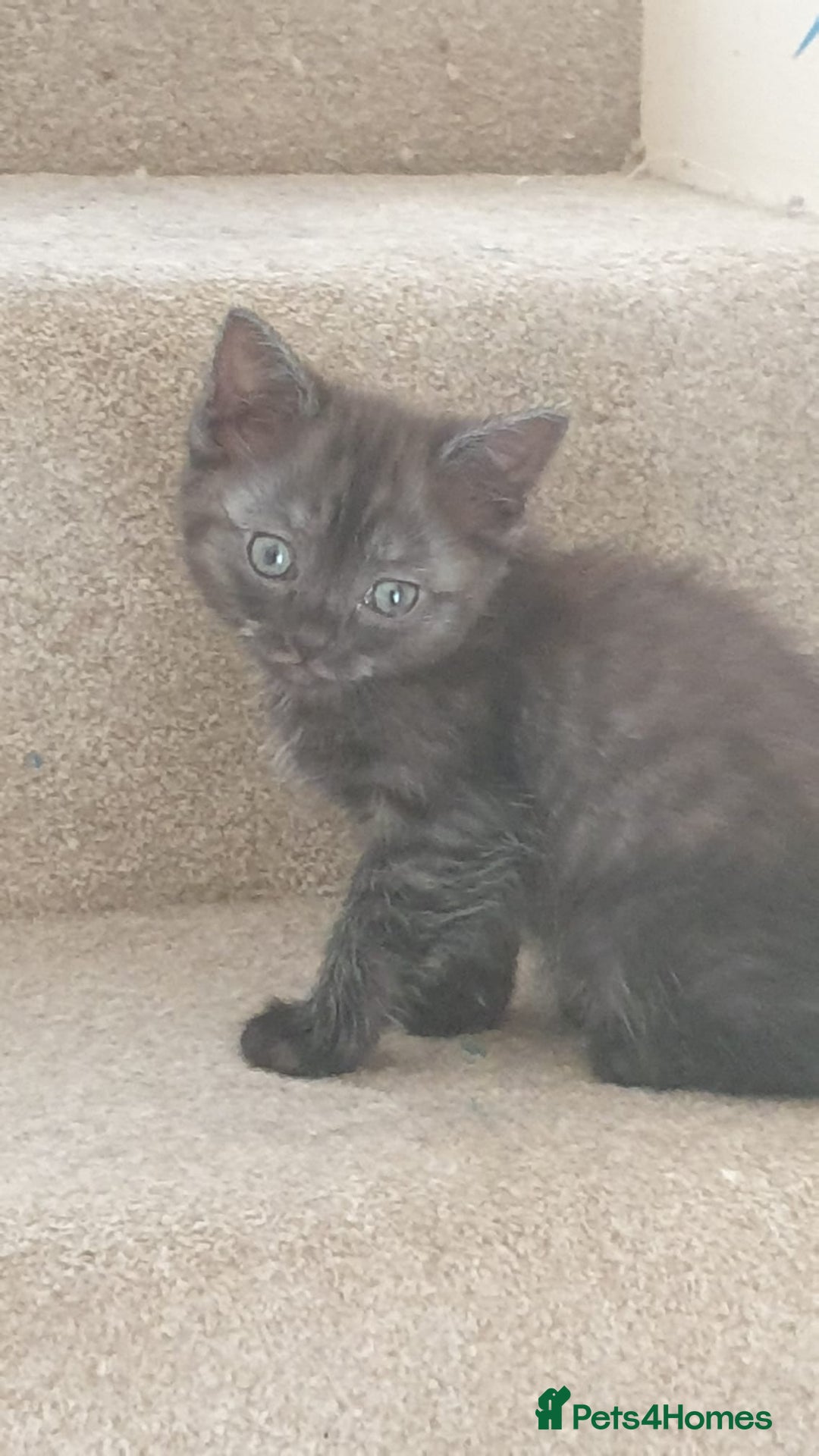Ragdoll cats for sale: Ragdoll x tortoise shell kittens - Image 16