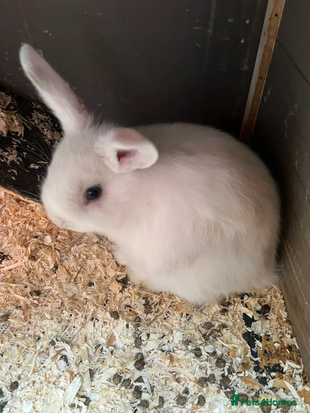 Mixed Breed rabbits for sale: Baby rabbits  in Gateshead - Advert 2